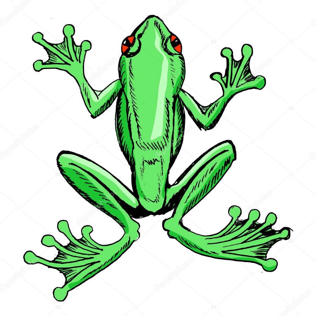 sketch of tree frog