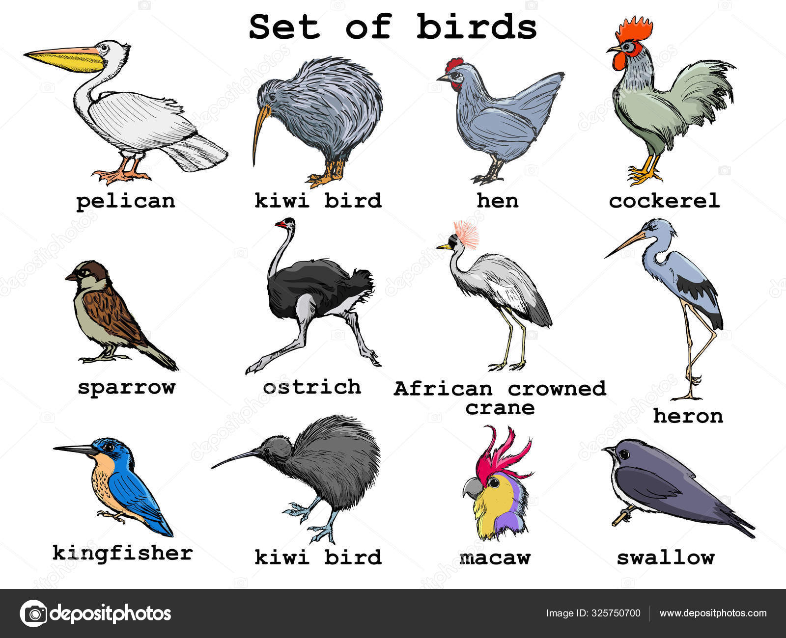 set-of-vector-illustrations-of-different-birds-stock-vector-image-by