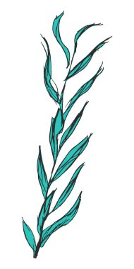 Vektör, el çizimi, eskiz, yosun karikatürü çizimi. Botanik, ekoloji, yaban hayatı, deniz altı ve sualtı yaşamı, çiçek.