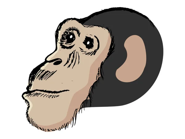 Vektör Çizimi Eskiz Şempanzenin Karikatür Çizimi Afrika Vahşi Yaşamı Doğanın — Stok Vektör
