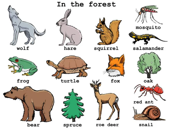 손으로 포유류 파충류 나무들의 동물의 유럽의 전통적 생태학 자연을 구하는 — 스톡 벡터