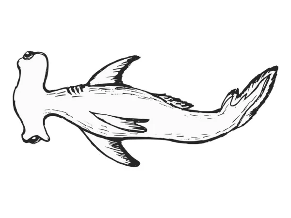 Вектор Набросок Иллюстрации Молота Рыбы Мотивы Дикой Природы Морской Жизни — стоковый вектор