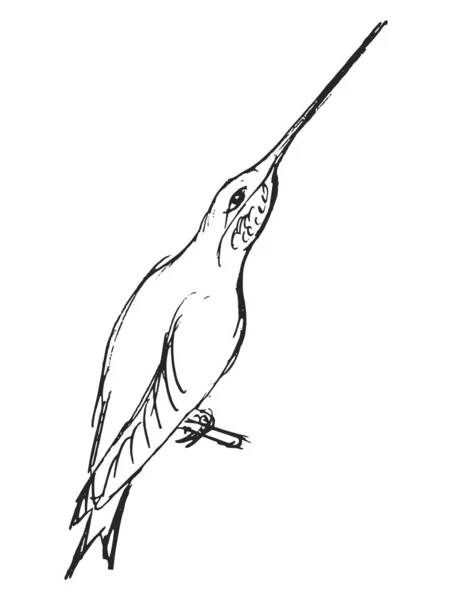 Vektor Kreslený Rukou Náčrt Kolibříka Motivy Volně Žijících Živočichů Exotických — Stockový vektor