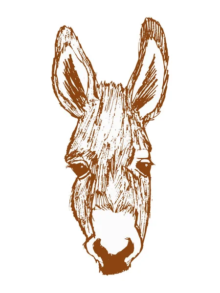 Vector Hand Drawn Sketch Illustration Donkey Motives Conceptual Print Humor — Stock Vector