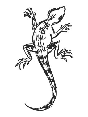 Vektör, el çizimi, sıradan kertenkele çizimi. Sürüngenlerin, vahşi yaşamın, doğanın, hayvanların güdüleri.