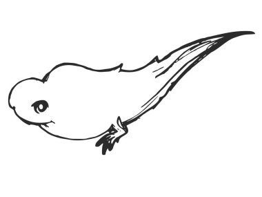 Vektör, el çizimi, kurbağa polywogunun çizimi. Yaşam aşamaları, doğa, zooloji, eğitim, biyoloji, hayvanlar, vahşi yaşam