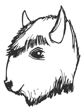 Bufalo başı. Vahşi Batı 'nın, vahşi yaşamın nedenleri. Vektör illüstrasyonu