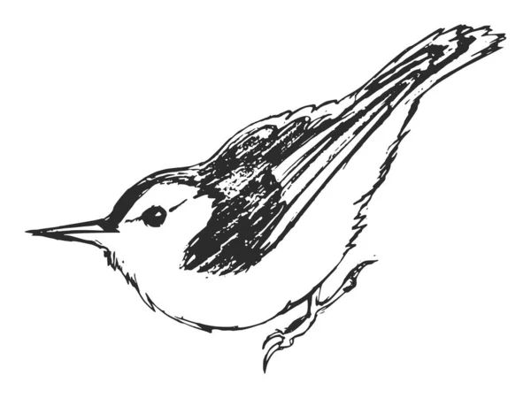 Vetor Desenhado Mão Esboço Ilustração Nuthatch Motivos Natureza Vida Selvagem — Vetor de Stock