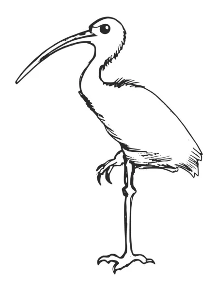 Vettore Disegnato Mano Schizzo Illustrazione Ibis Motivi Zoologia Educazione Mondo — Vettoriale Stock