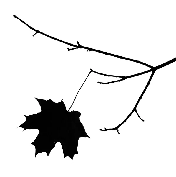 Φθινόπωρο φύλλο σφενδάμνου ένα πάνω σε ένα κλαδί. Σιλουέτα για ένα λευκό έκφραση — Φωτογραφία Αρχείου