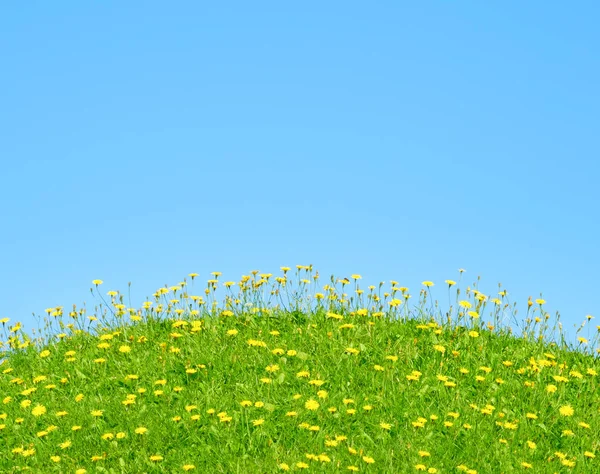 Grama e flores amarelas em um fundo de céu azul — Fotografia de Stock