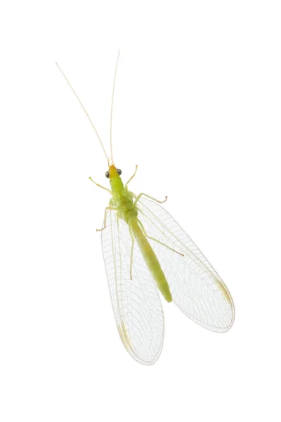 Beyaz bir arka plan üzerinde böcek yeşil lacewing — Stok fotoğraf