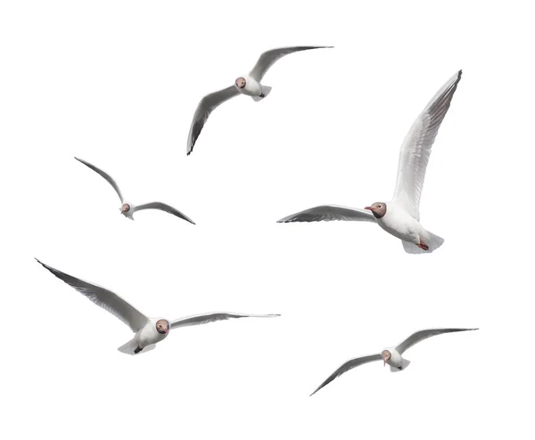 Gaviotas volando sobre un fondo blanco — Foto de Stock