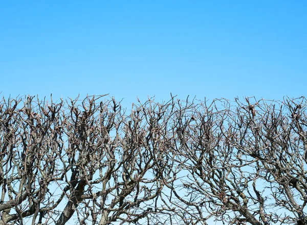 Fragment of hedgerow against the sky, abstract background — Stock Photo, Image