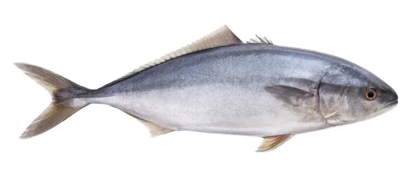 Fiska tonfisk isolerade på den vita bakgrunden — Stockfoto