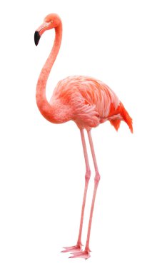 Beyaz arkaplanda kuş flamingosu