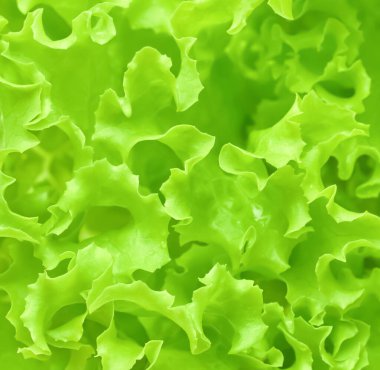 Yeşil salata yakın plan, soyut gıda arka planı