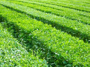 Çay çiftliği. Soyut arkaplan veya doku.