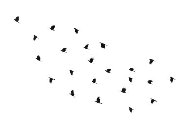 Beyaz arka planda kuş sürüsü