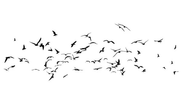 하얀 배경에 있는 새 떼 — 스톡 사진
