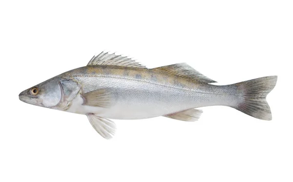 Lucioperca de pescado aislada sobre fondo blanco —  Fotos de Stock