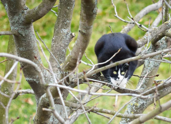 Kot na drzewie wśród gałęzi — Zdjęcie stockowe