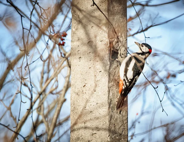 Dzięcioł ptak pomylił betonowy słup z drzewem — Zdjęcie stockowe
