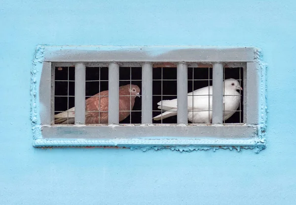 Голуби, находящиеся в плену — стоковое фото