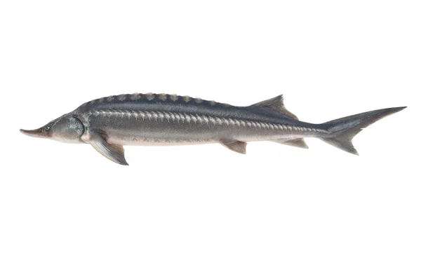 Čerstvé jeseter ryby izolované na bílém pozadí — Stock fotografie
