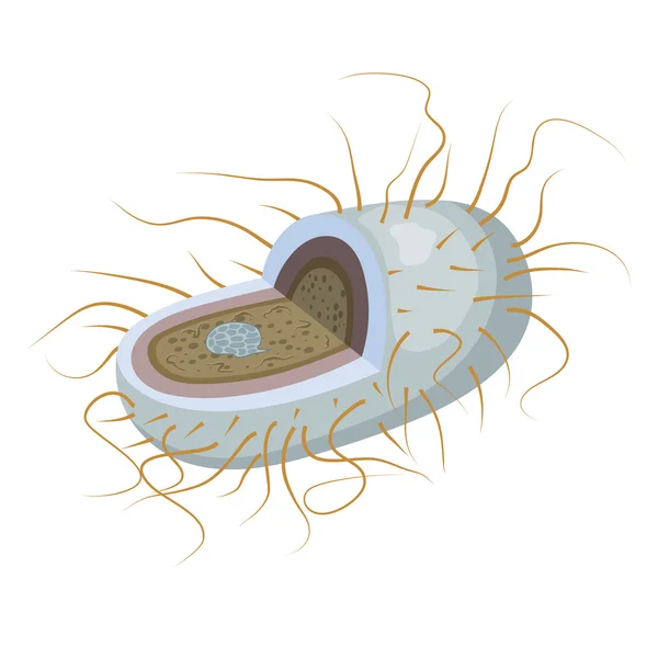 Ilustración vectorial de bacterias en la sección. Microorganismo es — Vector de stock