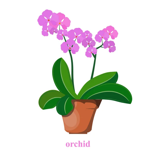 Кольорове зображення орхідеї у вазоні на білому тлі. Векторна ілюстрація орхідеї в глиняному горщику в стилі мультфільму — стоковий вектор