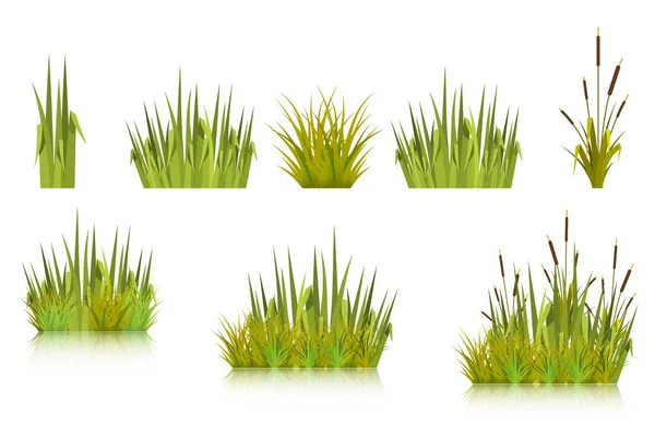 Цветное векторное изображение зеленой тростниковой травы и ряда прибрежных растений на белом фоне. Иллюстрация весенних побегов и сорняков на пастбище или в саду. Вектор запаса — стоковый вектор