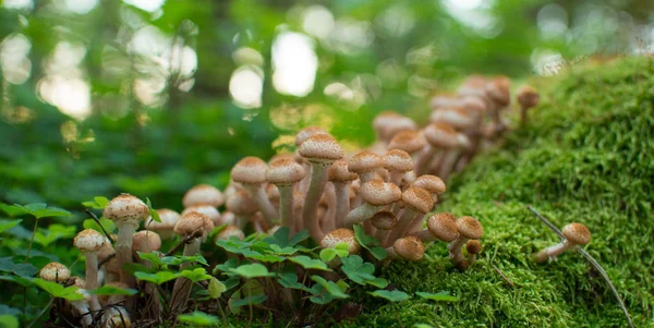 Sonbahar ormanındaki mantarlar