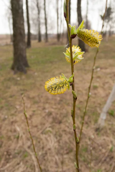 Kukum dalları ile kedicikler
