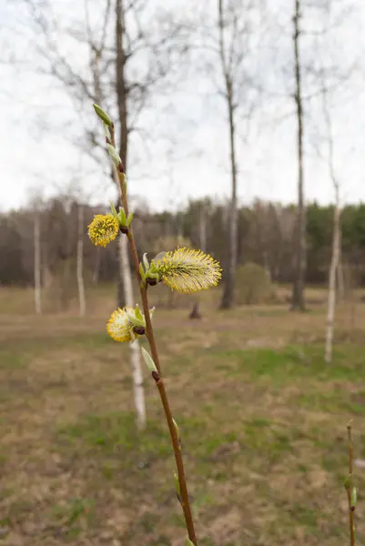 Kukum dalları ile kedicikler