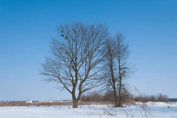 Kışın bir kuş sürüsü ile kar bir alanda Meşe ağacı, mavi bir gökyüzüne karşı