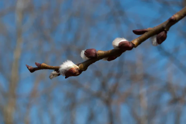 Kukum dalları ile kedicikler