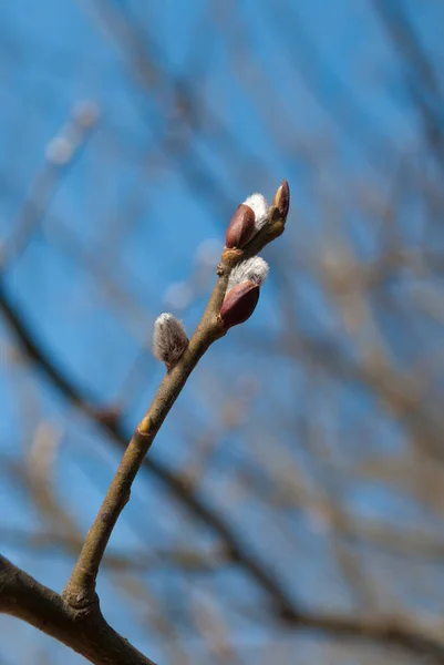 Kukum dalları ile kedicikler