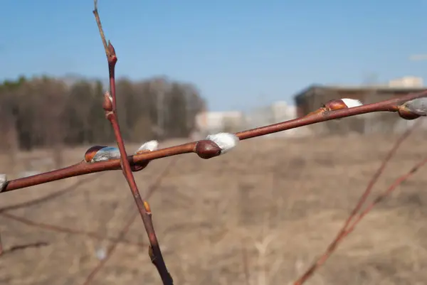 Μουνί-ιτιά υποκαταστήματα με catkins — Φωτογραφία Αρχείου