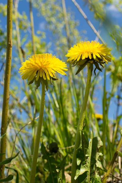 Çayırda karahindibalar.