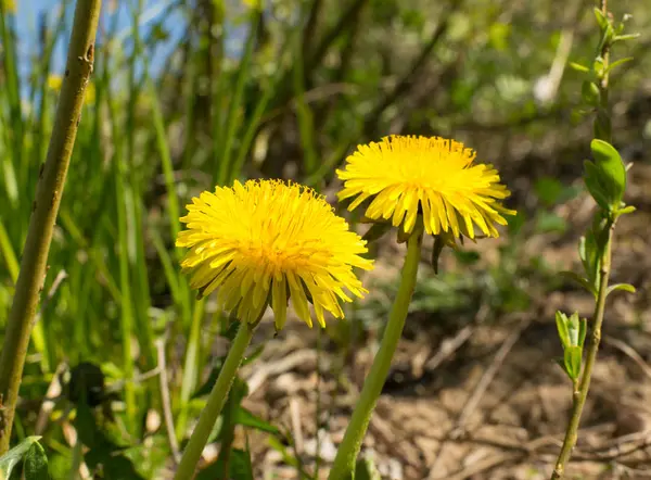 Çayırda karahindibalar.