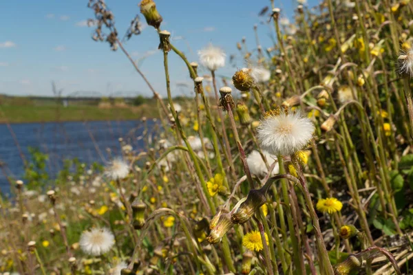 Çayırda karahindibalar.