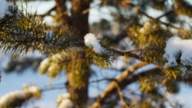 oyuncak ormandaki Noel ağacı üzerinde