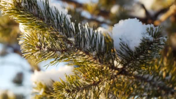 Játék a karácsonyfa az erdő — Stock videók