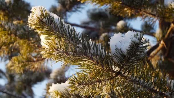 Juguete en el árbol de Navidad en el bosque — Vídeo de stock