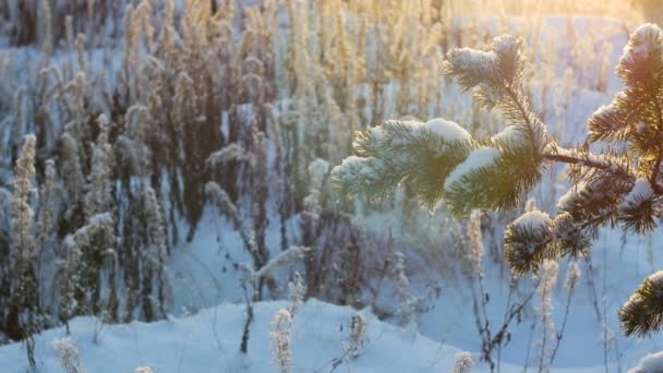 Pino de invierno en la nieve — Vídeos de Stock