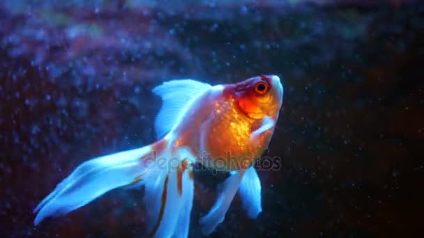 Oranda Goldfish rojo y blanco contra la cortina de burbuja de aire en el acuario casero — Vídeo de stock