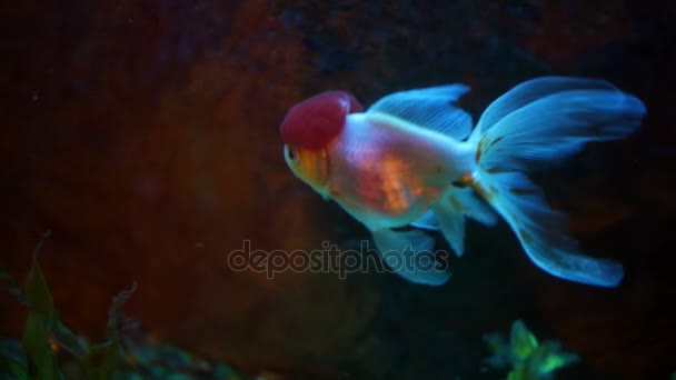 Roter und weißer Orangengoldfisch gegen Luftblasenvorhang im heimischen Aquarium