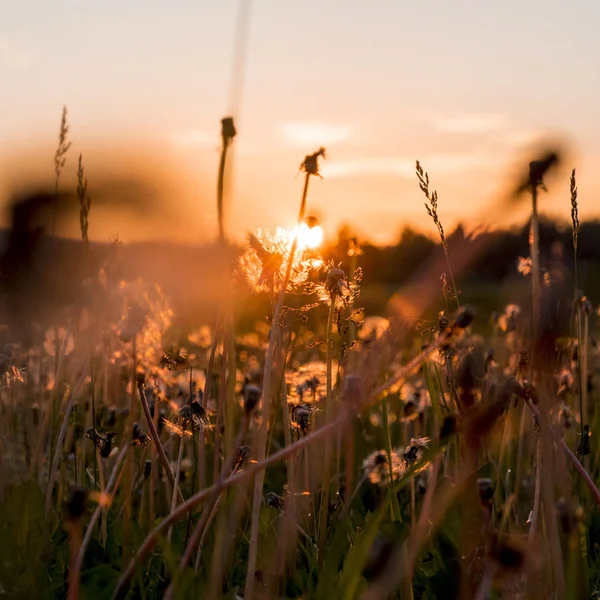 The Urals landscape. Russia landscape. Rare beautiful flowers.Dandelions