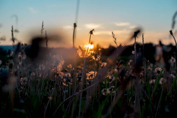 The Urals landscape. Russia landscape. Rare beautiful flowers.Dandelions